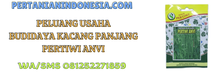 peluang,usaha,budidaya,kacang panjang,pertanian indonesia
